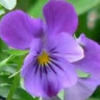 denisegreer9898